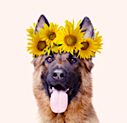 German Shepherd Wearing a Crown of Sunflowers