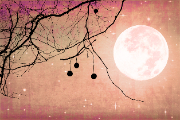 Full Moon against orange sky with bare branches