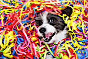 Happy Doggy in Confetti