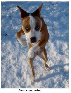 Company Courier Dog