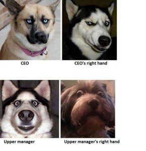 Dog CEOs and Mangers
