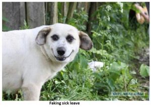 Dog Faking Sick Leave