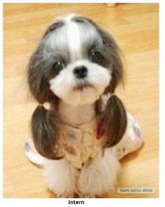 Dog Intern