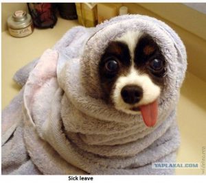 Dog Sick Leave