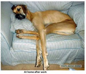 Dog at Home after Work