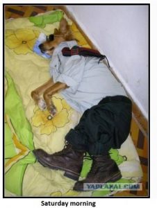 Dog Sleeping off Party