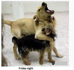Doggies Partying Friday Night