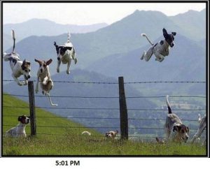 Dogs Celebrating After Work