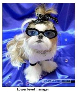 Lower Level Manager Dog