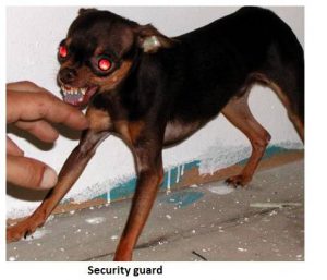 Security Guard Dog